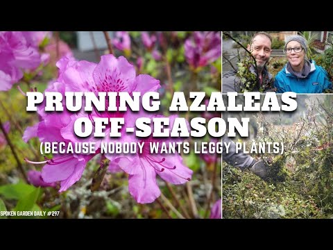 🦵 ✂ Pruning Leggy Azaleas | Pruning Azaleas - SGD 297 ✂🦵