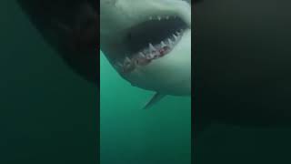 The Horrifying Footage of Henri Bource Eaten Alive by Shark!