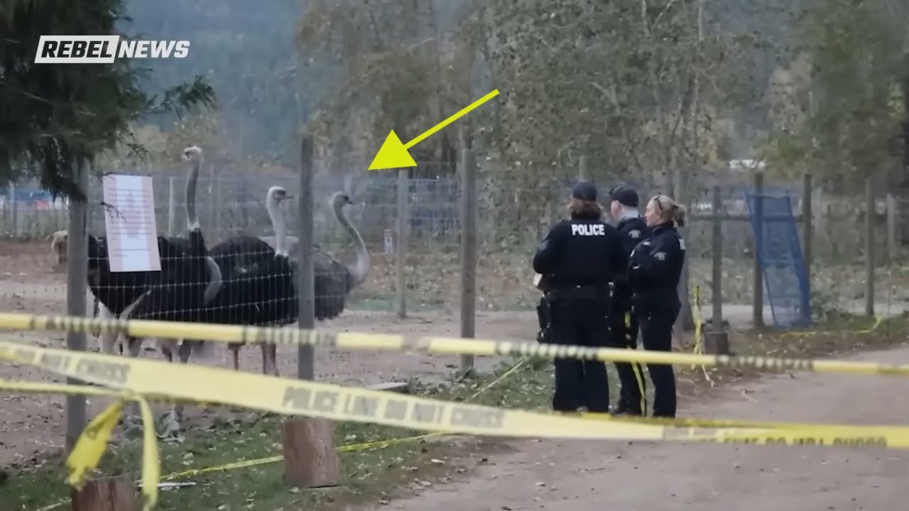 ANNOUNCING: Rebel News launching documentary exposing ostrich farm massacre