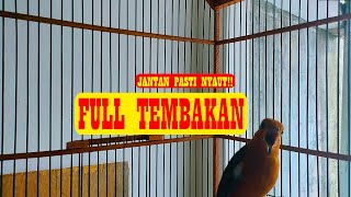 Download lagu ANIS MERAH PLONG FULL TEMBAKAN || Tembakan Keras dan Tajam mp3 Download lagu ANIS MERAH PLONG FULL TEMBAKAN || Tembakan Keras dan Tajam mp3