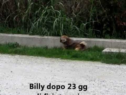 Giunti per il funzionamento cani Spetskompleks cervicali da video Dr. Butrimova
