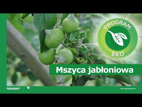 Ekologiczne sadownictwo - zwalczanie mszyc