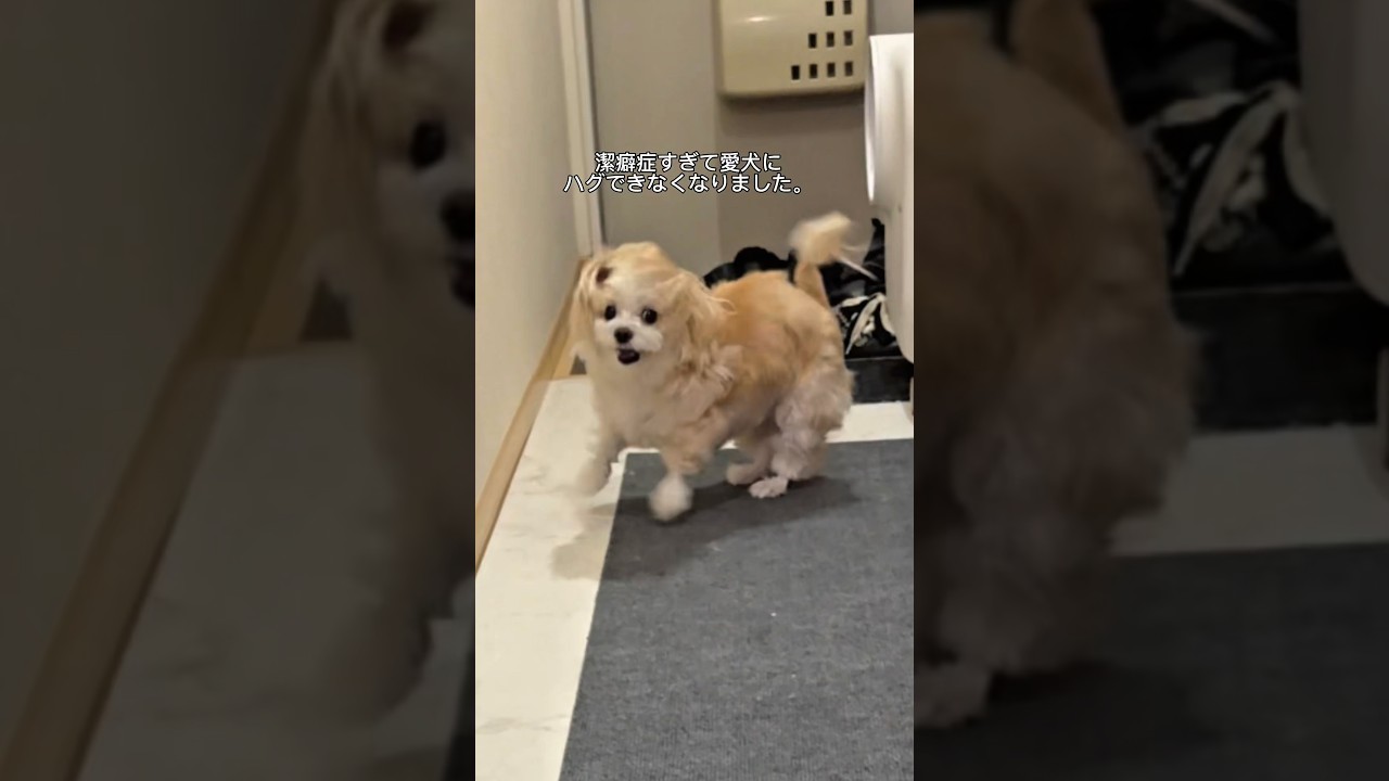 そあちんにハグ出来なくなりました。#shorts #犬 #潔癖症な犬 #言葉が分かる犬 #人間みたいな犬　#犬のいる生活