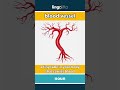 blood vessel - a tiny tube in your body that... video thumbnail