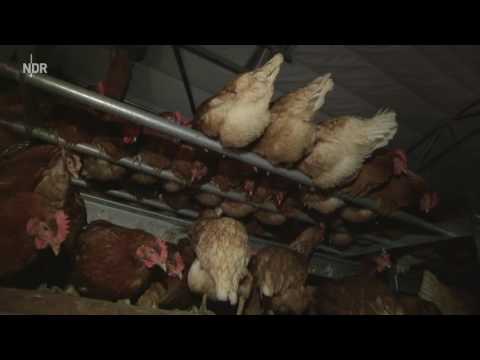 Nächtlicher Umzug von Demeter Hühnern NDR Nordmagazin