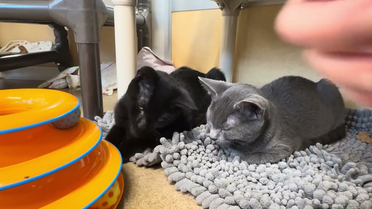 Enlarge Tippy & Toopy, a Adoptable Domestic Short Hair in Eatontown, NJ video 4/6
