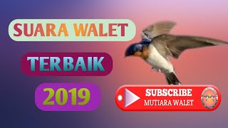 Download lagu Suara walet terbaik 2019 mp3 Download lagu Suara walet terbaik 2019 mp3