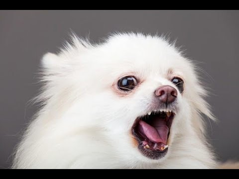 Woro ZGP Feat. Wojtóś, Ditu- Robimy To Kolejny Raz!