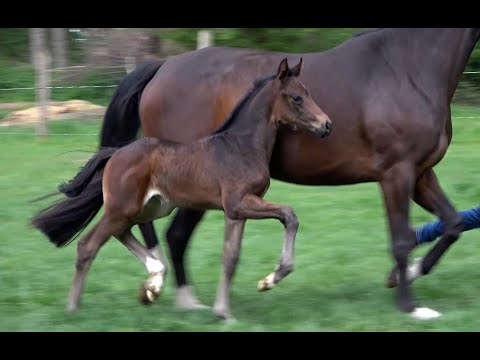 *2020 Stute von Sezuan's Donnerhall - San Amour SOLD!!!