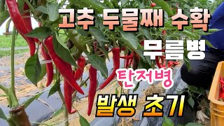 고추 이제부터 무름병과 탄저병  전쟁이다  두물고추 수확 아직은 걱정 없다