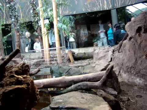 Otter Diary: 21/06/09 3:00pm Feed & Talk