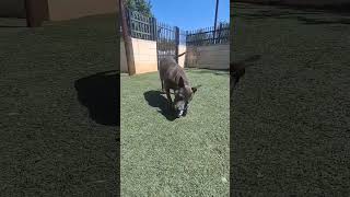 Video preview image #1 Mutt Puppy For Sale in Rockwall, TX, USA