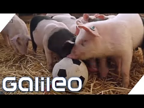 Hier leben die glücklichsten Schweine Deutschlands | Galileo | ProSieben