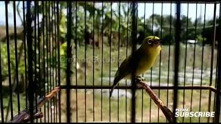 Download lagu MASTERAN PLECI NEMBAK RAPAT MUDAH DI INGAT mp3