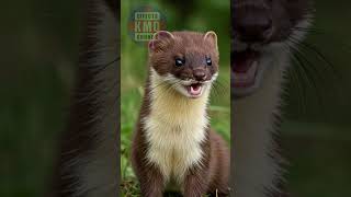 WEASEL SOUND - ANIMAL SOUNDS - Sound Effects