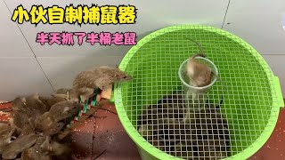 [閒聊] 有人也覺得高雄最近老鼠變很多嗎