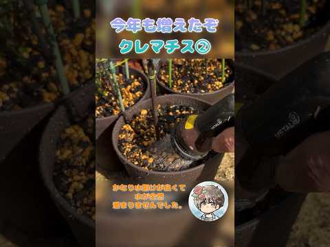 ゴールドクレマチス 植物