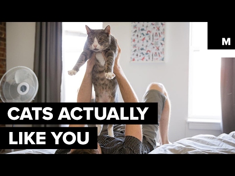 Study reveals if your cat likes hanging out with you