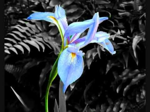 Silke Bischoff - Silke's Calling