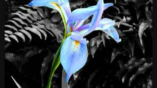 Silke Bischoff - Silke&#39;s Calling