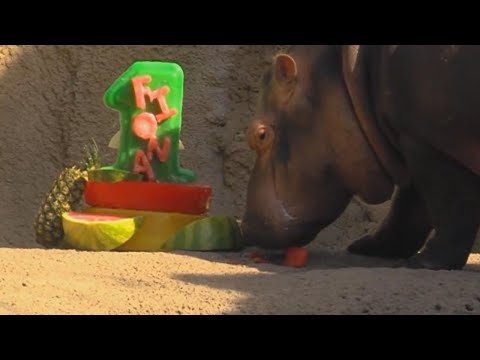 Fiona the Baby Hippo Celebrates First Birthday After Premature Birth