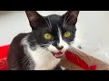 Hungry Kitten Meows Loudly For Food And Affection