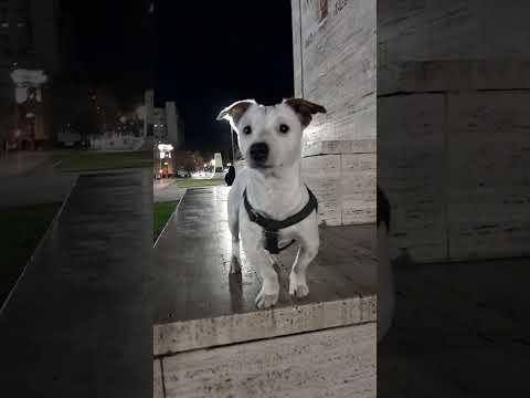 malvadito desfilando en la plaza rivadabia... #perros #perrosgraciosos #viralshorts #viralvideos