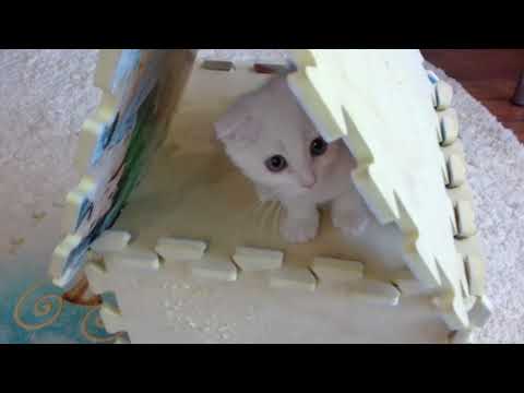 Моя кошечка Умка!