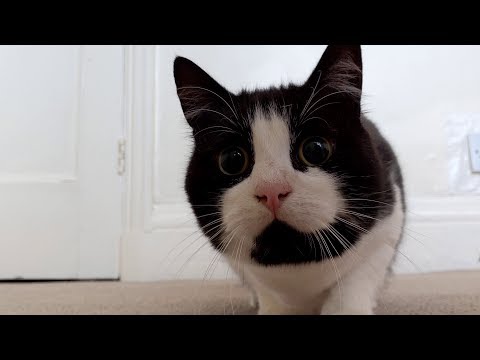 Cat Butt Wiggle Compilation Video | 4K