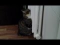 Сибирский кот 