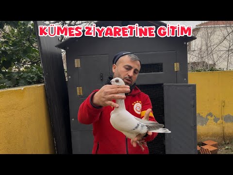 KÜMES ZİYARETİNE GİTTİM ( KAÇAK GÜVERCİN İLE TAKAS YAPILAÇAK KUŞLAR )