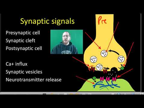 AP Bio: The Nervous System - Part 2