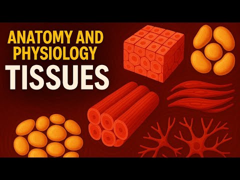 Anatomy and Physiology of Tissues