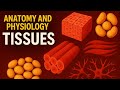 Anatomy And Physiology Of Tissues