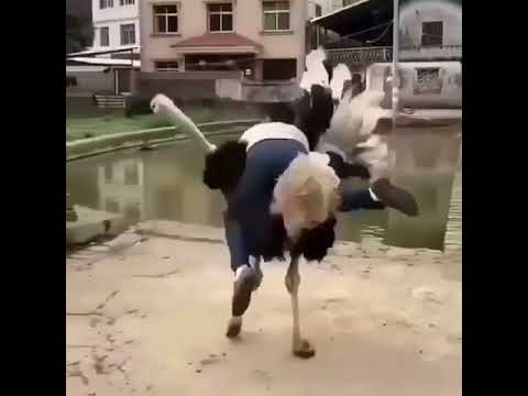 Man vs Ostrich | Homem vs Avestruz #shorts