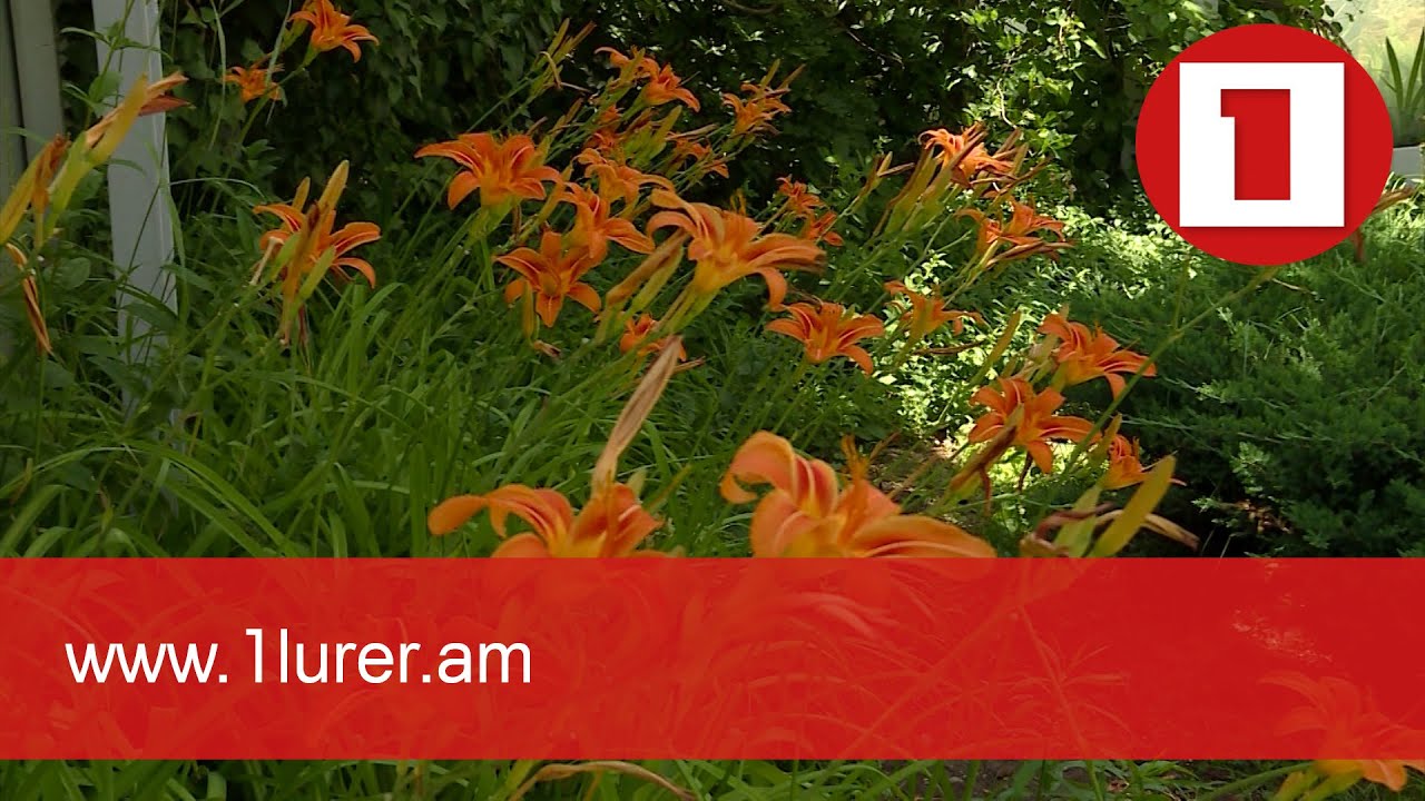 Բուսաբանության ինստիտուտը նոր կանաչ անկյուն ունի