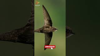 Call of Common Swift Birds #shorts #swift #birdsounds #nature #viral #birds #commonswift