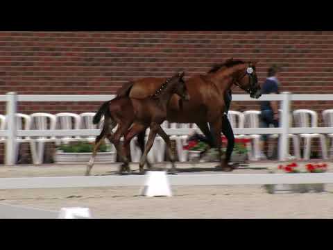 Stf v Marc Cain x Ruiz Soler x Lafitte 2018