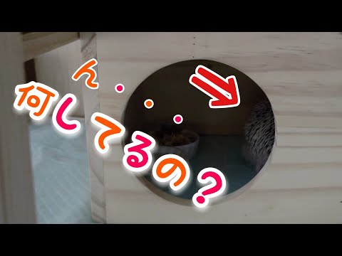 モグラかハタネズミか?一目でわかる違い トピックス