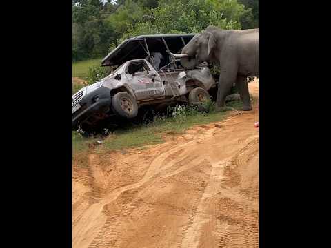 Elephant Attack 🐘🥹 Safari cab crashed #bali #asiancountry #srilanka #travel