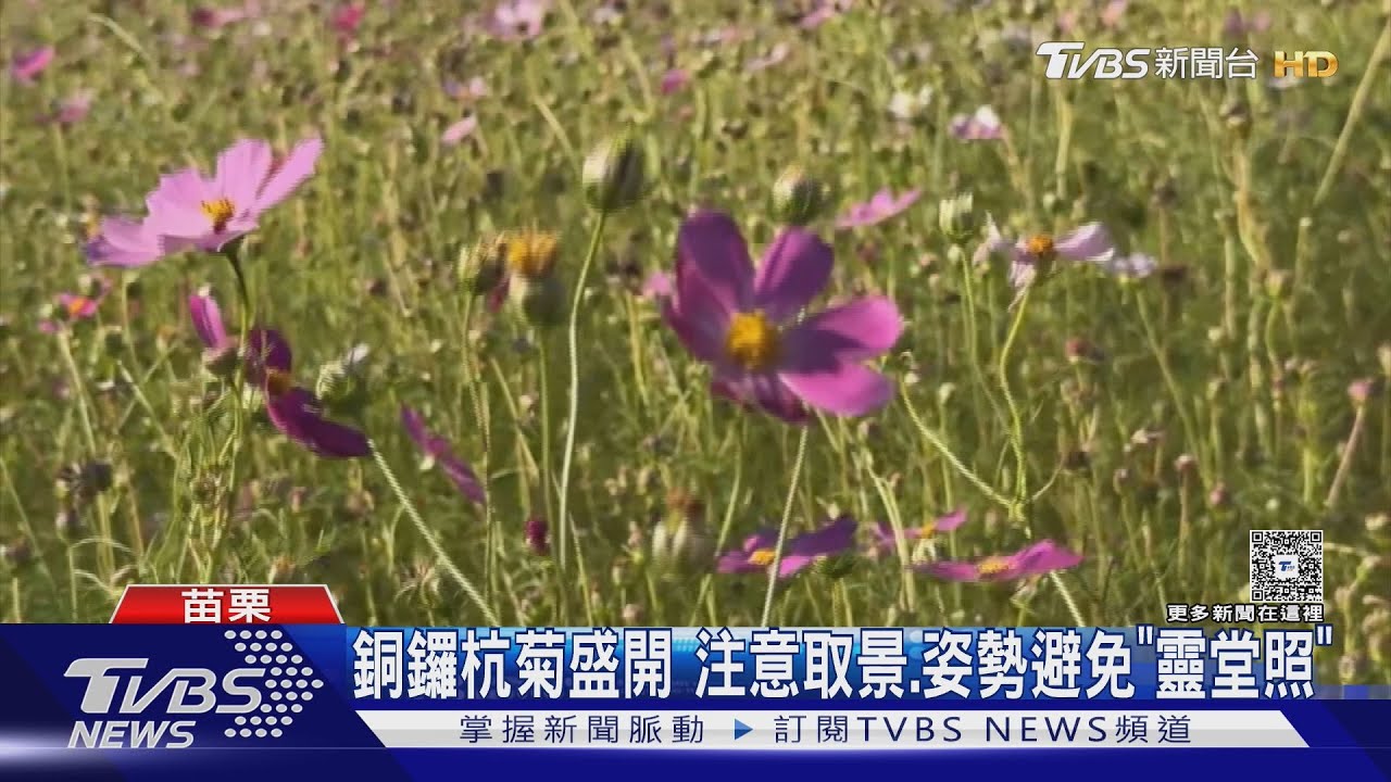 杭菊靈堂照？拍照姿勢錯了「照片超詭異」　專家曝關鍵避免