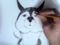 Рисунок карандашом ''забавная собака хаски'' (уровень - любитель ...