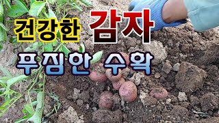 [텃밭농부. 1,093]  건강하게 키운 감자. 푸짐한 수확 #감자재배
