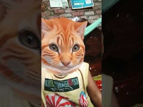 meow meow meow #funny #music #cute