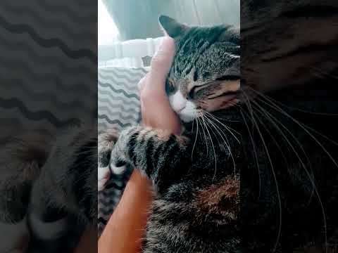 cat buries his head in my hand!