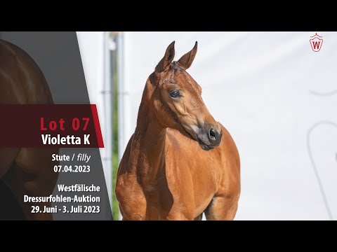 Dressurfohlen-Auktion Lot 07 Violetta K Stute v. Viva Dance -  Franziskus