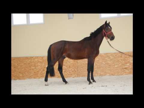 4y.o Hol.Stallion Corno (Cornetino- Contender - Lord )