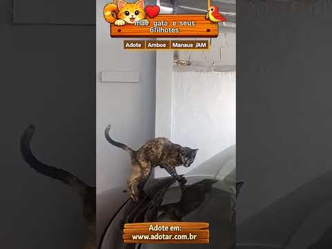 Vídeo de mãe gata e seus 6filhotes