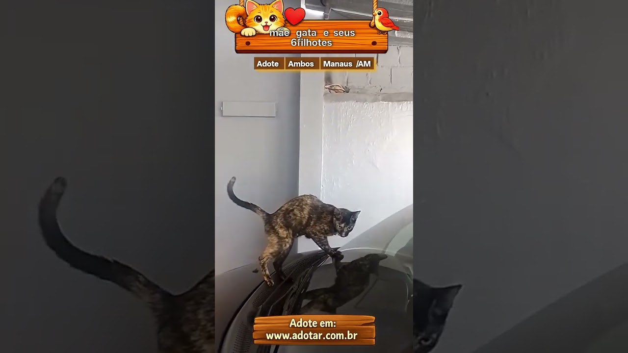 Gato raça SRD-ViraLata idade Abaixo de 2 meses nome mãe gata e seus 6filhotes