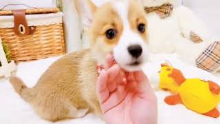 コーギーの動画02